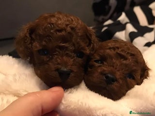 Caniche Toy perros - Anuncio 35