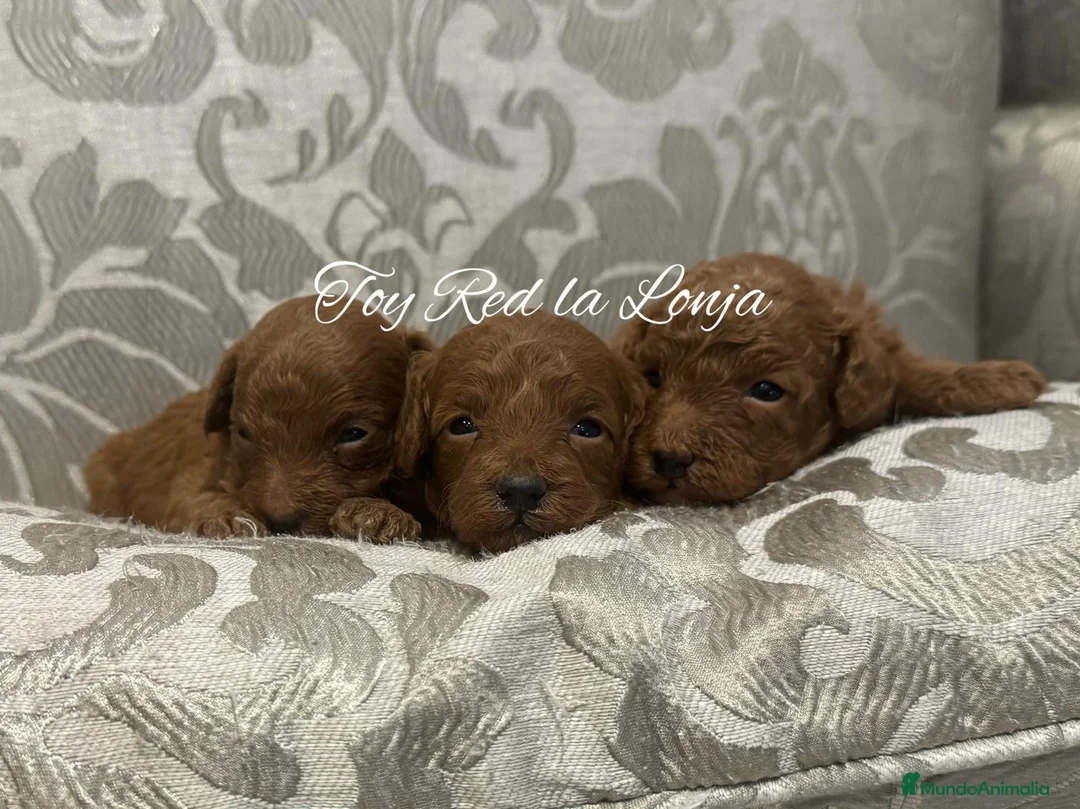 Caniche Toy perros en venta: caniche toy rojo en Barcelona - Anuncio 1