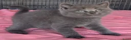 Británico de Pelo Corto Azul gatos en venta: Gatcot.com - Anuncio 5