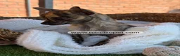 Chihuahua perros en venta: CHIHUAHUA TOY - Anuncio 3