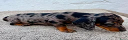 Teckel Miniatura perros en venta: Teckel kaninchen Arlequín  - Anuncio 9