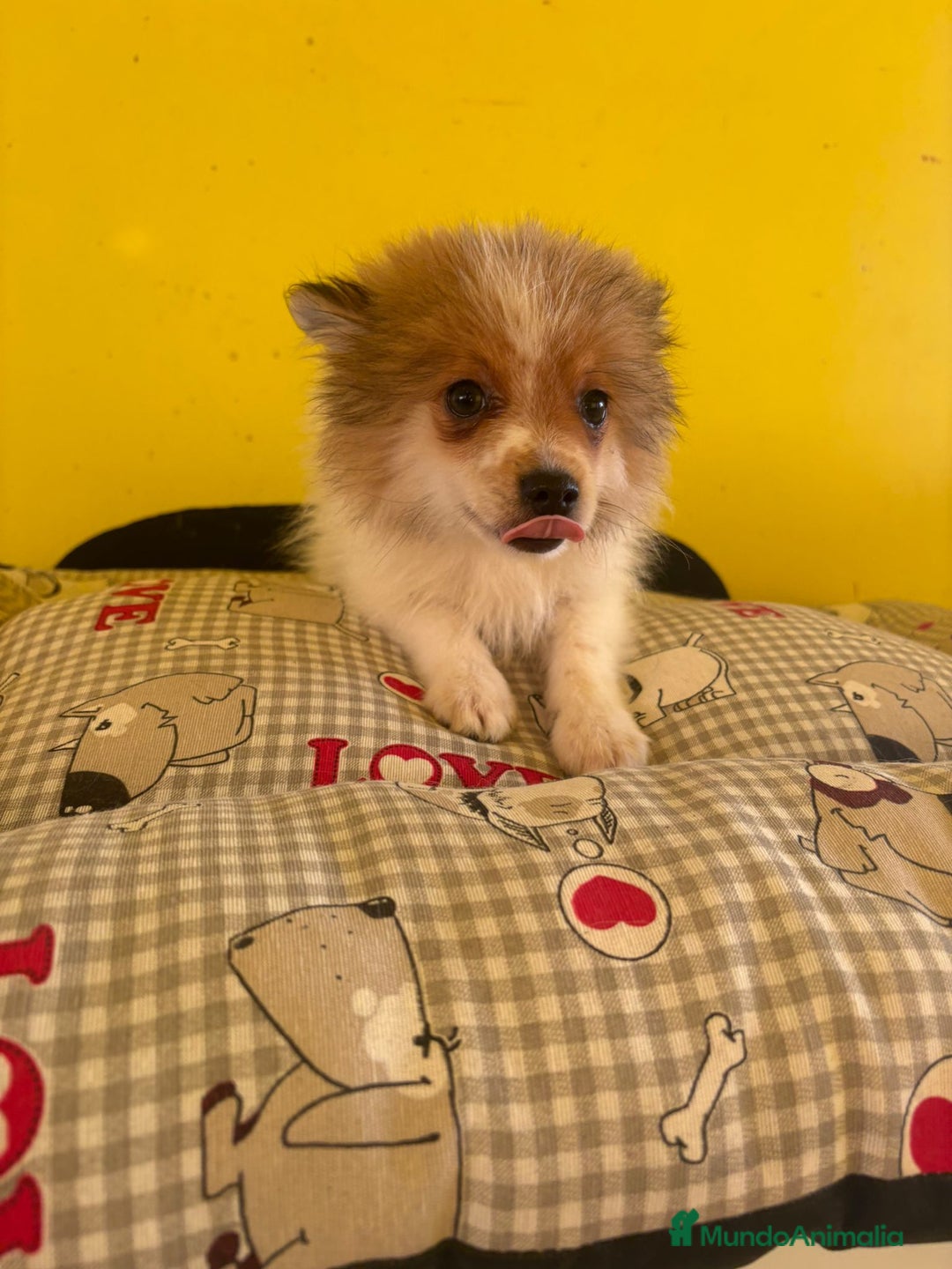 Pomerania perros en venta: Pomerania machos - Imagen 8