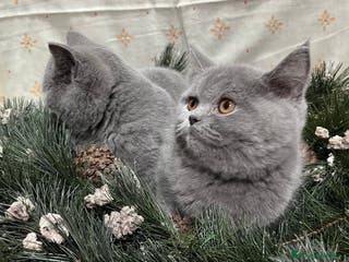 Británico de Pelo Corto gatos British Shorthair - camada disponible (4 meses) - Anuncio 34