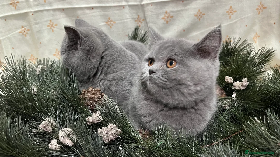 Británico de Pelo Corto gatos en venta: British Shorthair - camada disponible (4 meses) - Anuncio 1
