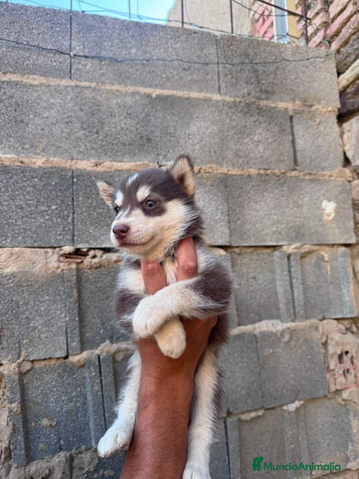 Husky Siberiano perros Disponible huskys de Calidad  - Anuncio 4