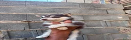 Husky Siberiano perros en venta: Disponible huskys de Calidad  - Anuncio 1