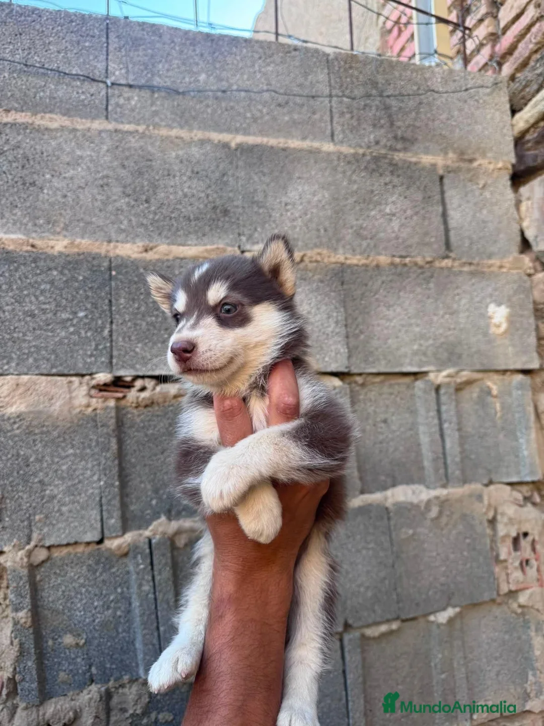 Husky Siberiano perros en venta: Disponible huskys de Calidad  - Anuncio 1
