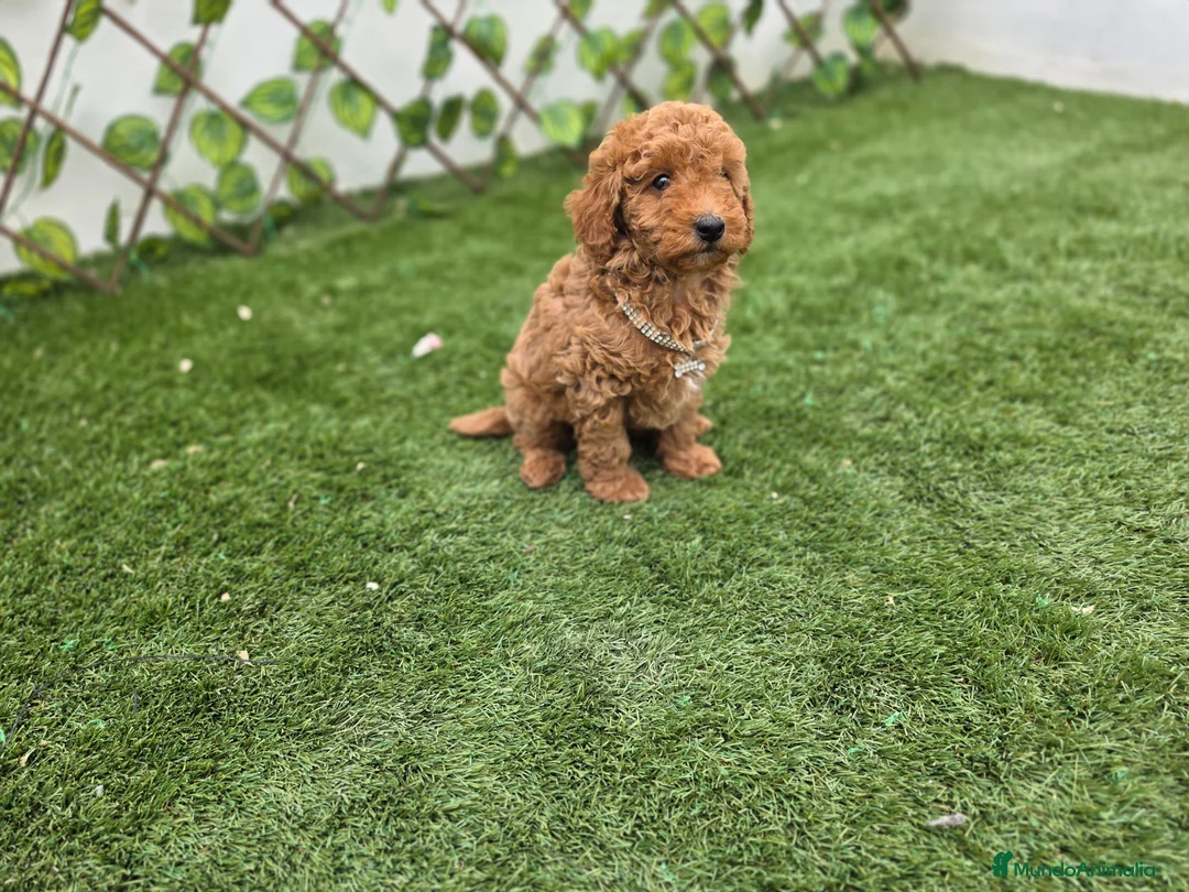 Caniche Toy perros en venta: CANICHE TOY - Anuncio 2