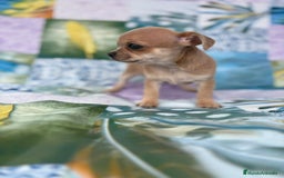Chihuahua perros en venta: Chihuahua toy - Imagen 11