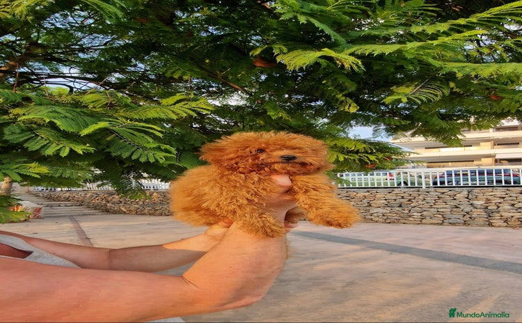 Caniche Toy perros - Anuncio 1
