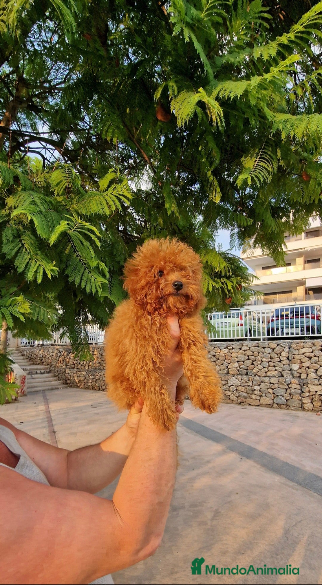Caniche Toy perros en venta: Espectacular MACHO TOY 50% LINEA ASIATICA  - Imagen 1