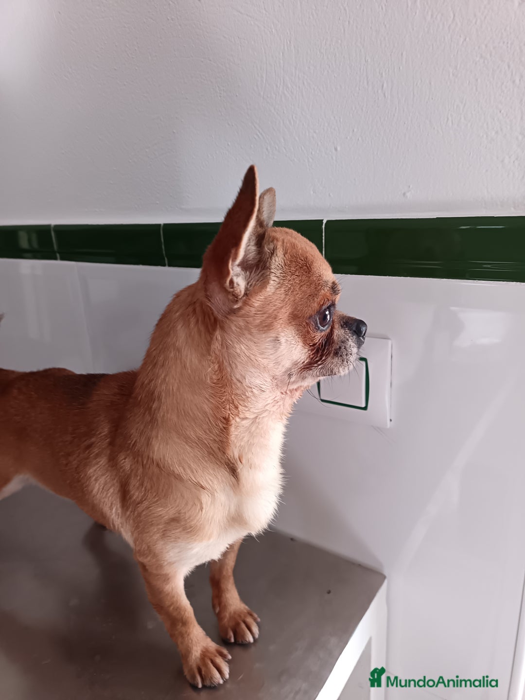 Chihuahua perros en venta: Chihuahua macho  - Imagen 6