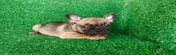 Bulldog Francés perros en venta: Bulldog francés  - Anuncio 6