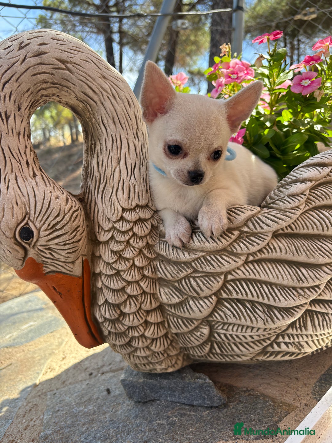 Chihuahua perros en venta: Chihuahua pelo corto fotos actuales  - Imagen 7