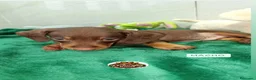 Teckel Miniatura perros en venta: Teckel Kaninchen varios colores - Anuncio 8