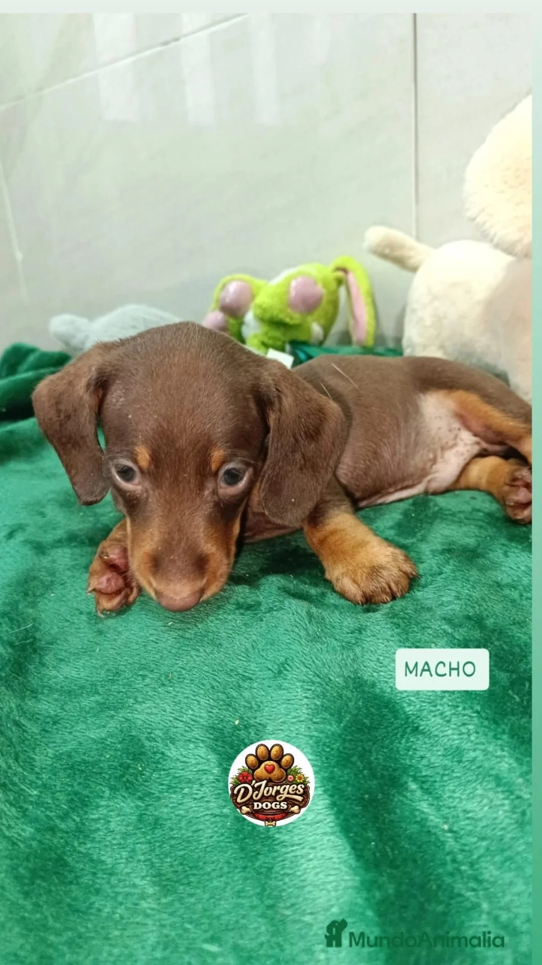 Teckel Miniatura perros en venta: Teckel Kaninchen varios colores - Anuncio 8