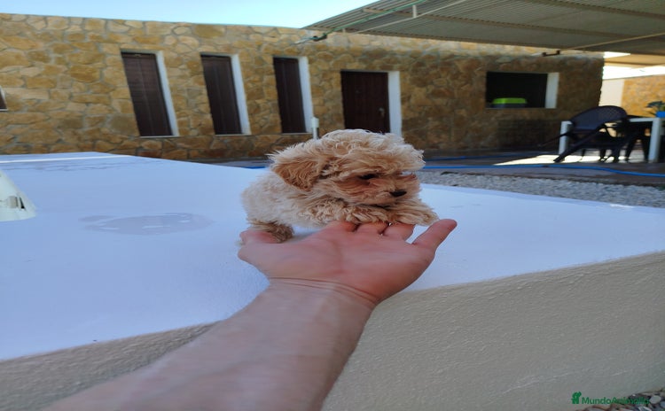 Maltipoo perros - Propaganda 2