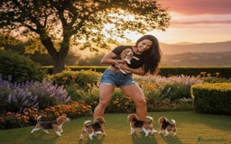 Beagle perros en venta: Preciosos bebés de beagle  - Imagen 1