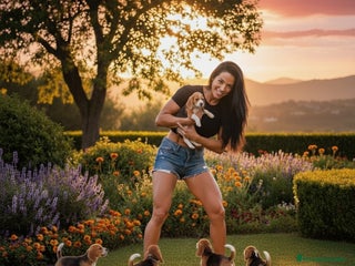 Beagle perros - Anuncio 1