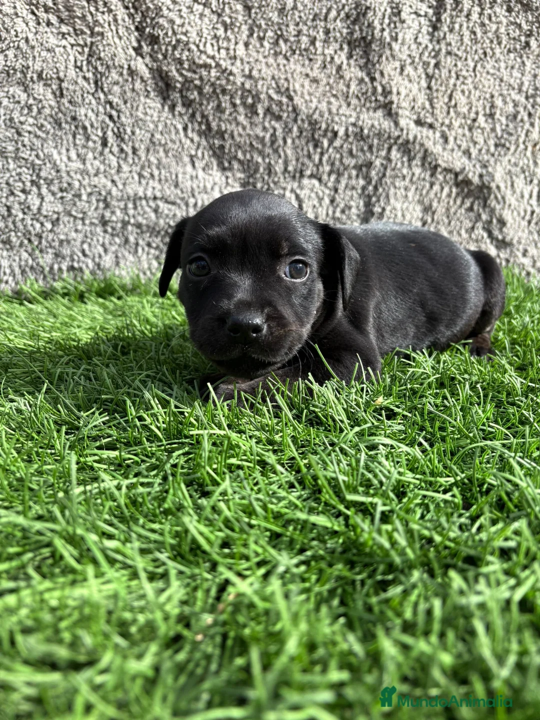 Staffordshire Bull Terrier perros en venta: Cachorro macho de Staffordshire Bull Terrier - Anuncio 4