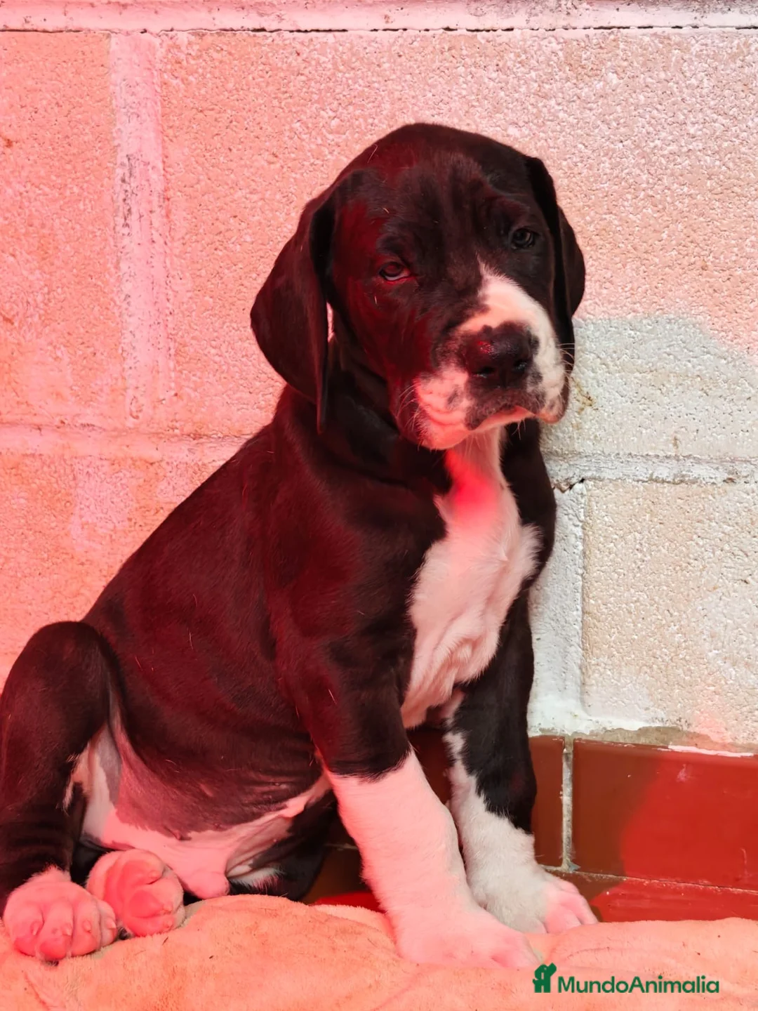 Dogo Alemán perros en venta: Dogo Alemán  - Anuncio 3