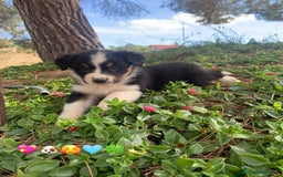 Pastor Australiano perros en venta: PASTOR AUSTRALIANO  - Imagen 10