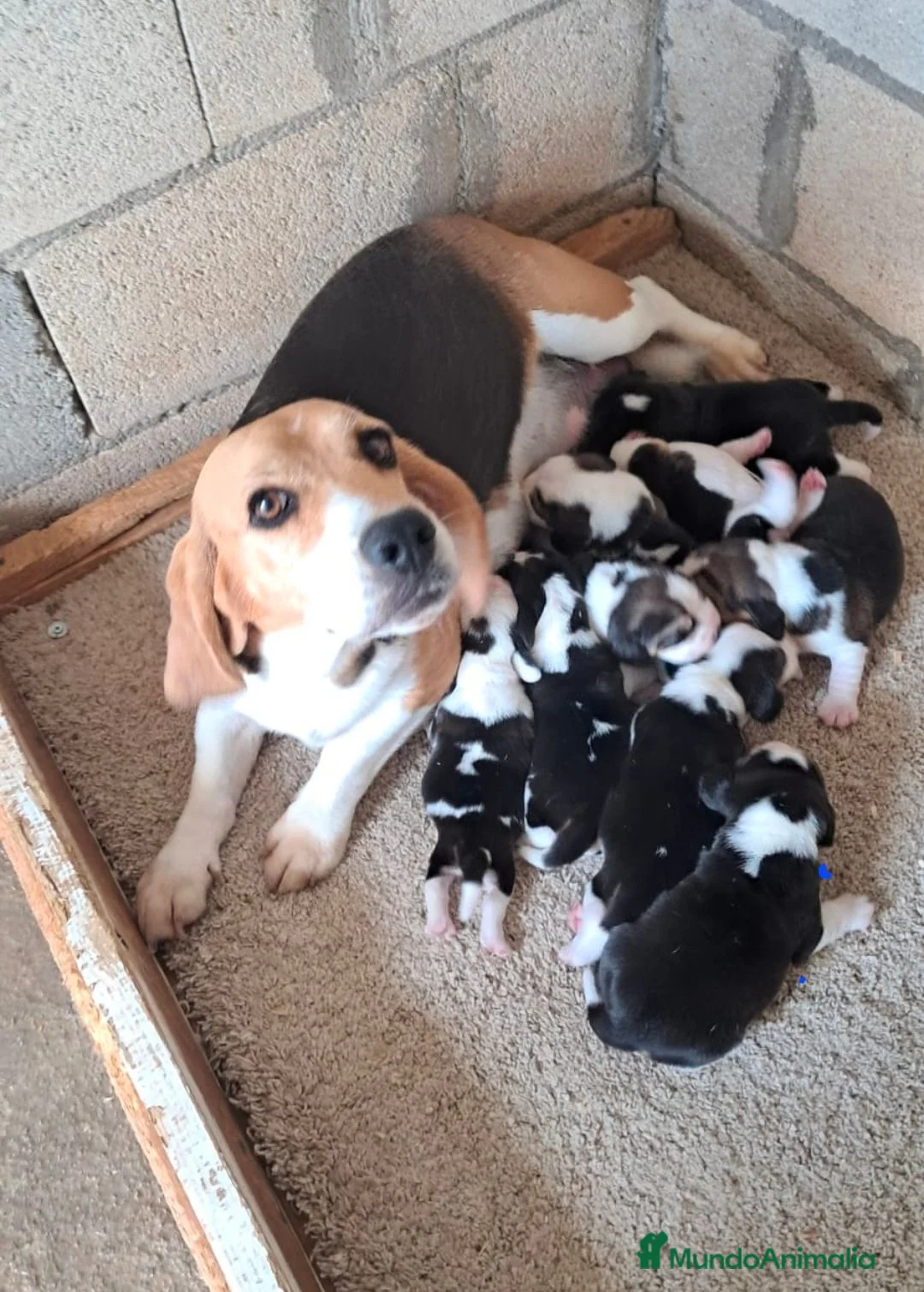 Beagle perros en venta: Bebés Beagles  - Anuncio 1