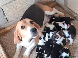 Beagle perros Bebés Beagles - Anuncio 1