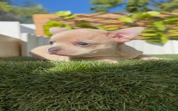 Chihuahua perros en venta: CHIHUAHUA HEMBRA - Imagen 10