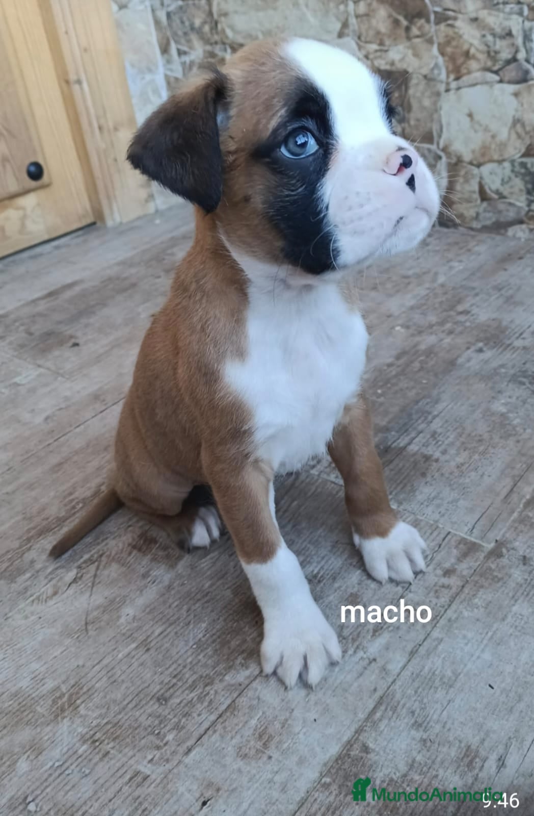 Boxer perros Boxer  - Anuncio 1