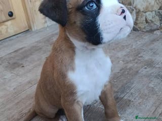 Boxer perros Boxer - Anuncio 2