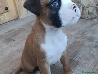 Boxer perros Boxer - Anuncio 1