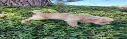 Golden Retriever perros en venta: GOLDEN RETRIEVER  - Anuncio 6