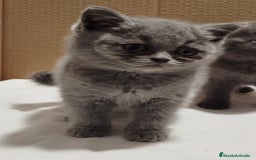 Británico de Pelo Corto Azul gatos en venta: British Shorthair  - Imagen 10