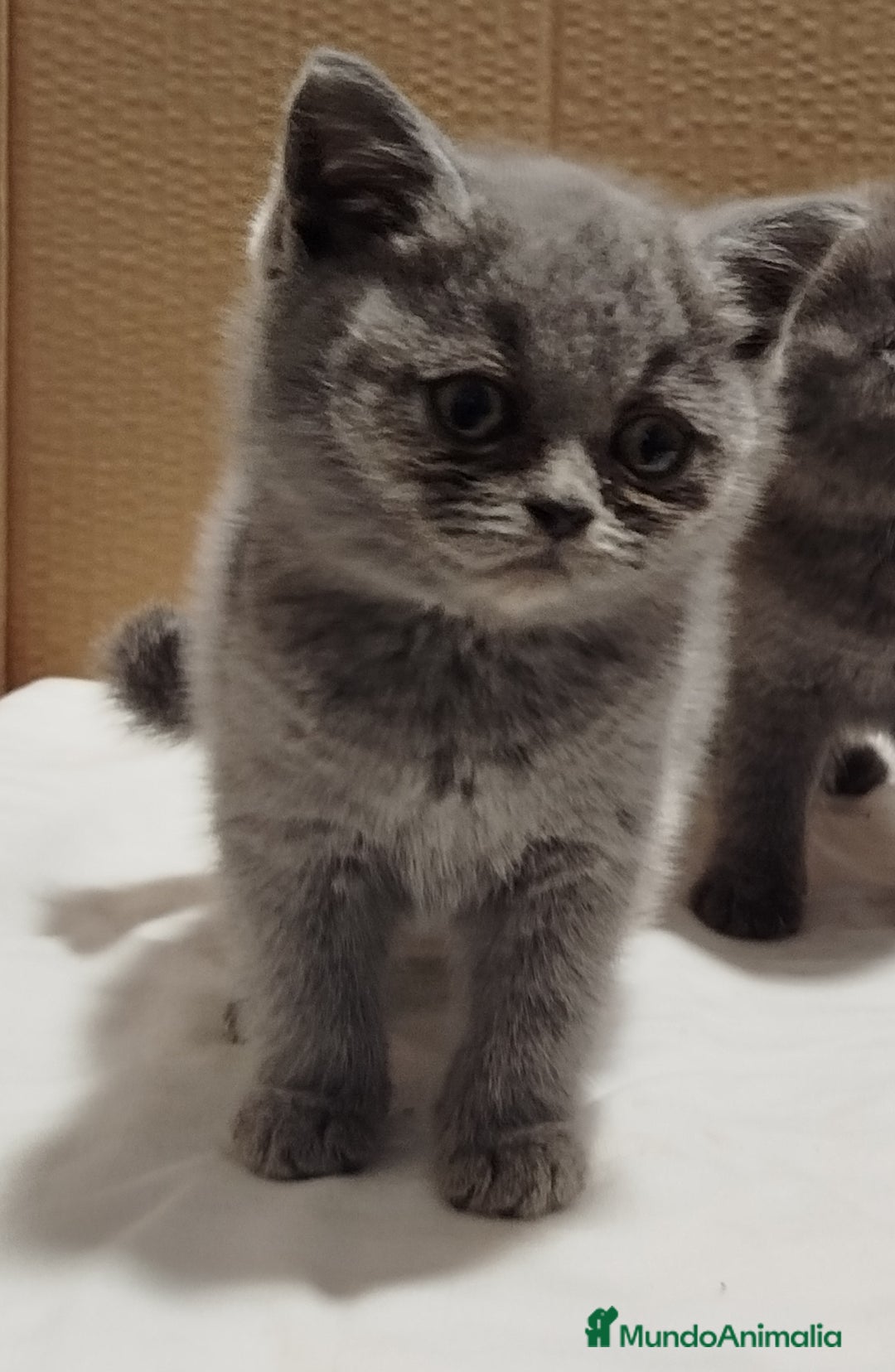 Británico de Pelo Corto Azul gatos en venta: British Shorthair  - Imagen 10
