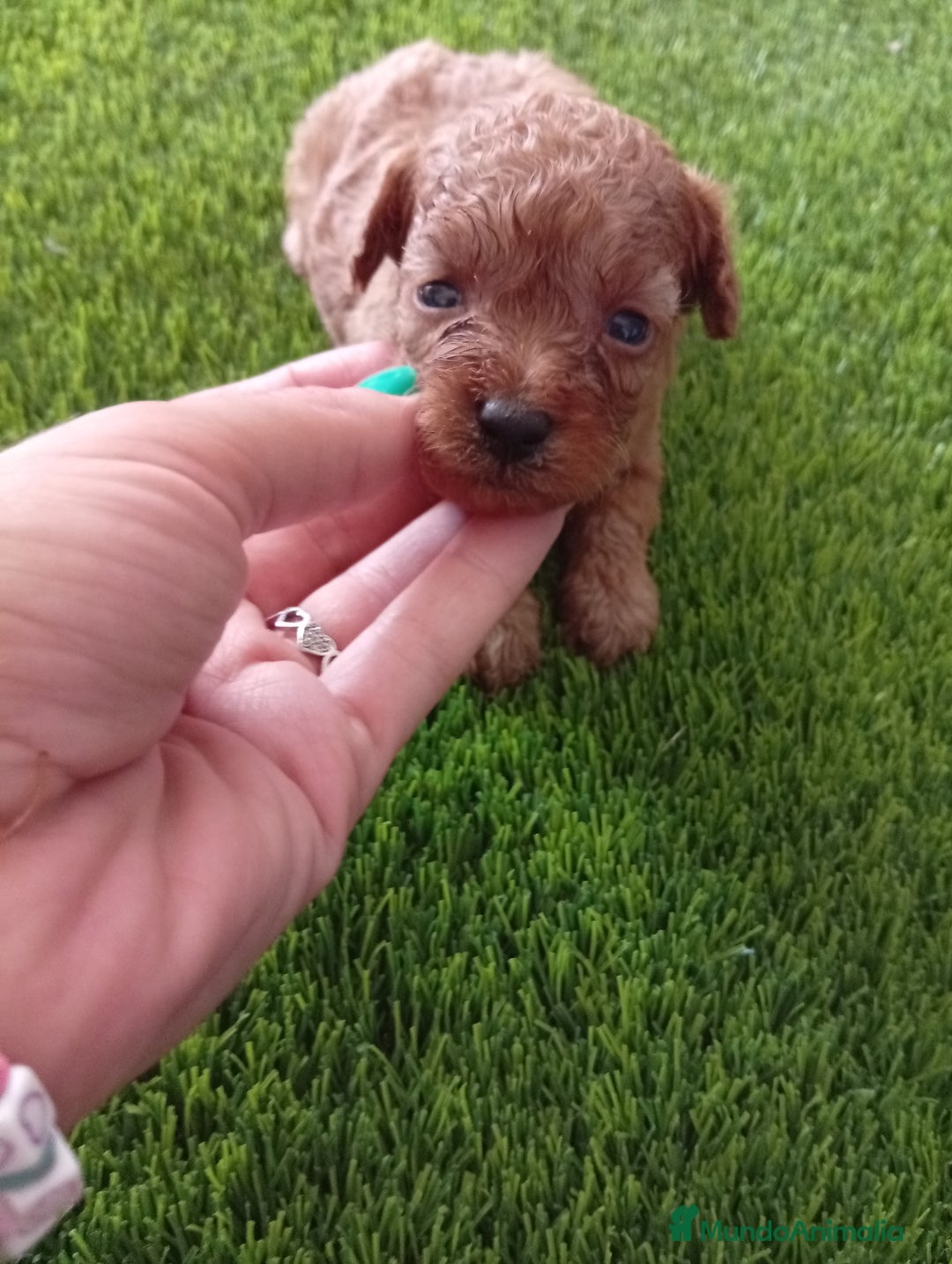 Maltipoo perros en venta: PRECIOSO EJEMPLAR MALTIPOO 90% CANICHE - Imagen 2