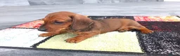 Teckel Miniatura perros en venta: Teckel mink - Anuncio 6
