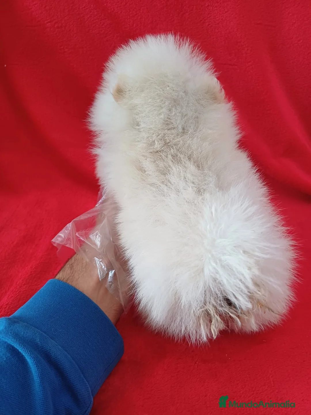Pomerania perros en venta: Pomerania Toy  - Anuncio 3