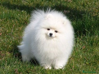 Pomerania perros Pomerania Toy blanco y crema super peques - Anuncio 2