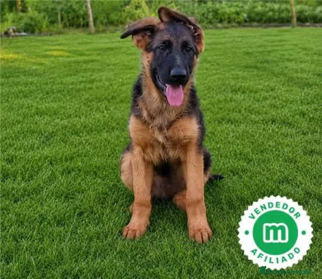 Pastor Alemán perros en venta: Cachorro Pastor Alemán - Anuncio 3