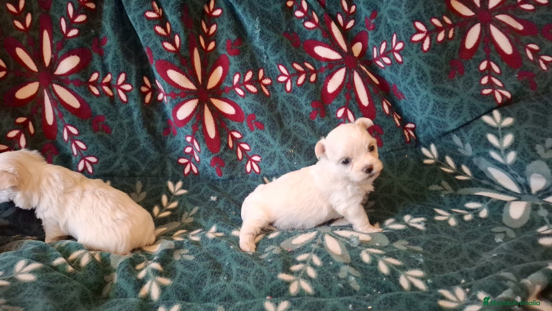 Bichón Maltés perros en venta: Bichon maltés  - Imagen 5