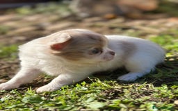 Chihuahua perros en venta: Chihuahua pelo largo Toy  - Anuncio 8