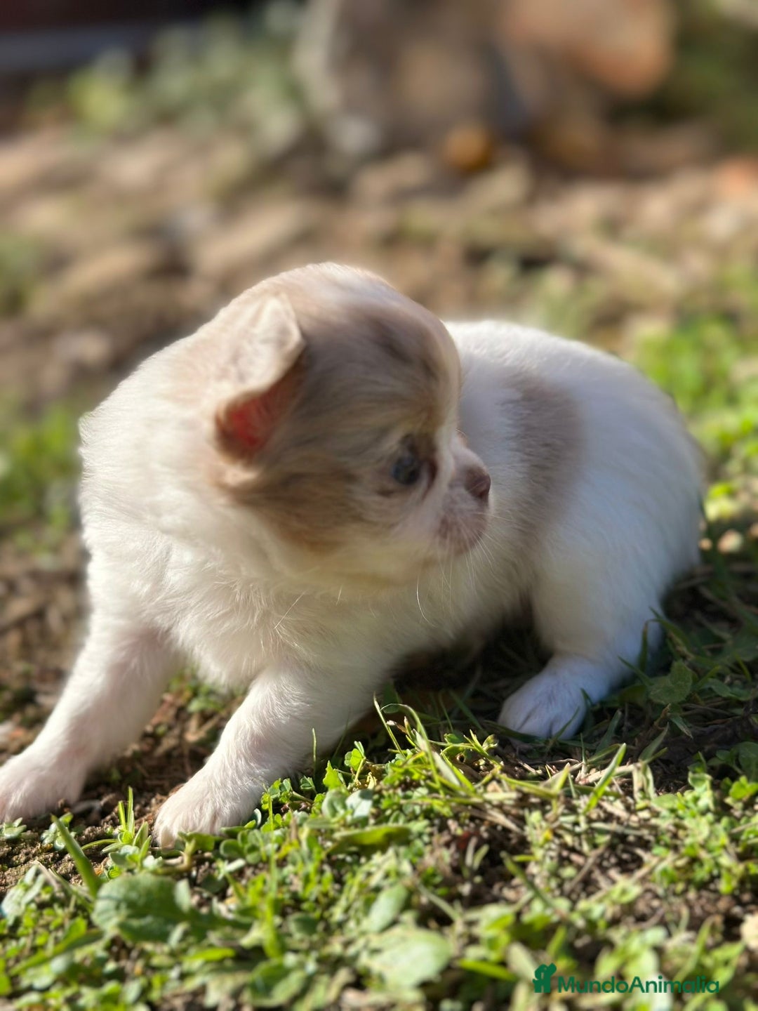 Chihuahua perros en venta: Chihuahua pelo largo Toy  - Anuncio 8