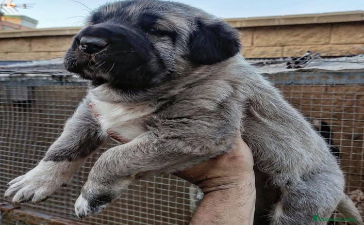 Mastín Español perros en venta - Propaganda 1