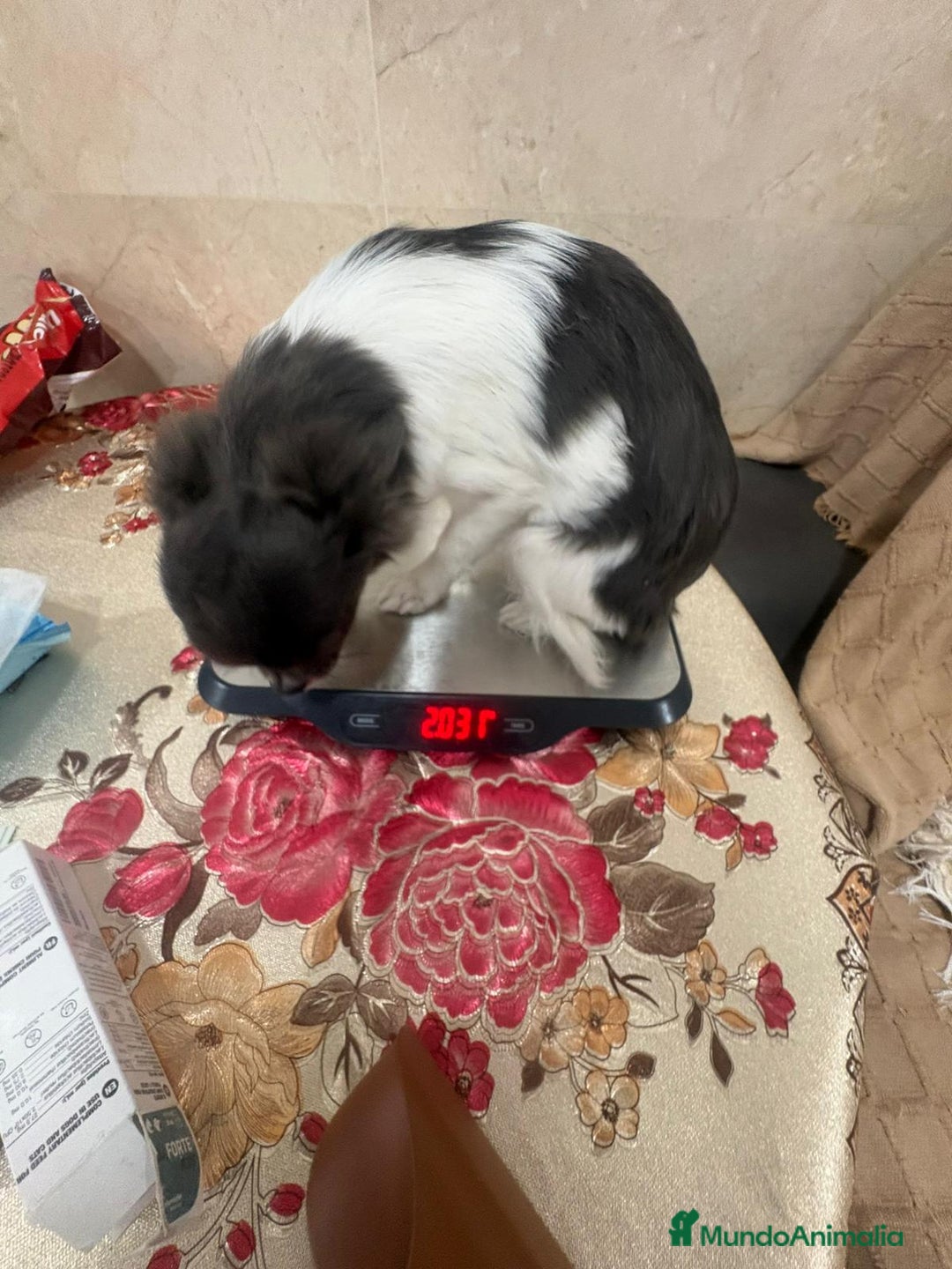 Chihuahua perros en venta: Chihuahua semi pelo blue blanco  - Anuncio 6