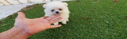 Pomerania perros en venta: Pomerania Toy Top  - Anuncio 20