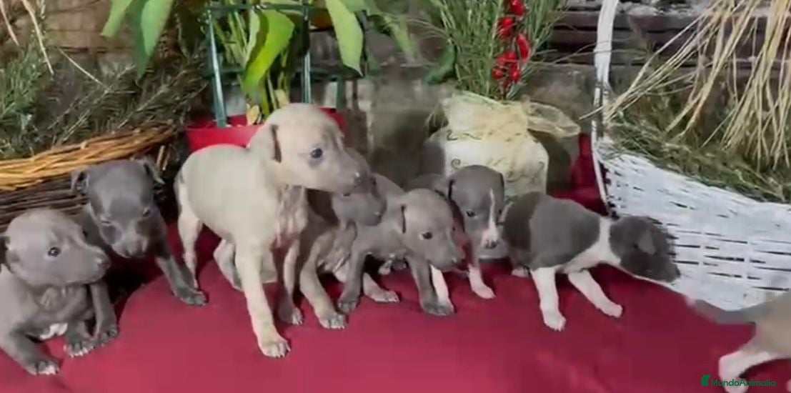 Whippet perros Whippet blue y Verdino  - Anuncio 3