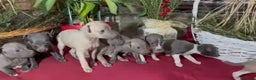 Whippet perros en venta: Whippet blue y Verdino  - Anuncio 1