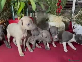 Whippet perros Whippet blue y Verdino - Anuncio 6