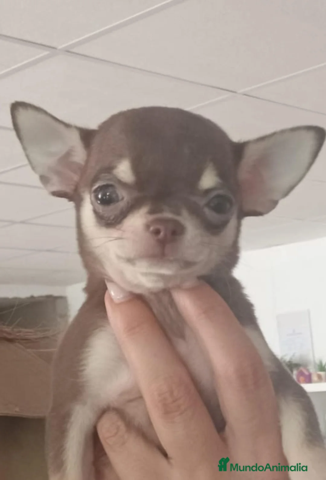 Chihuahua perros en venta: Chihushua mini  - Anuncio 2
